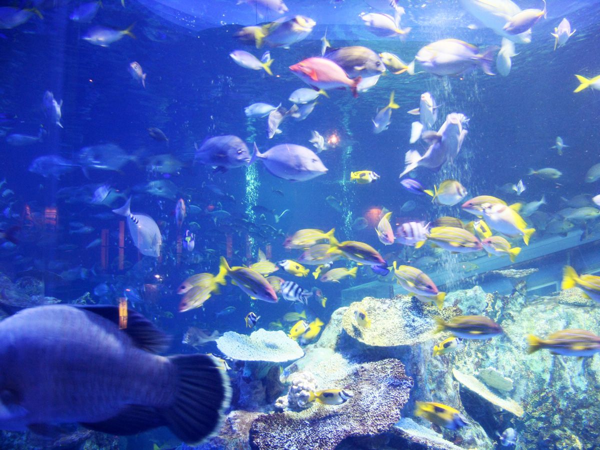 鳥羽水族館 イメージ