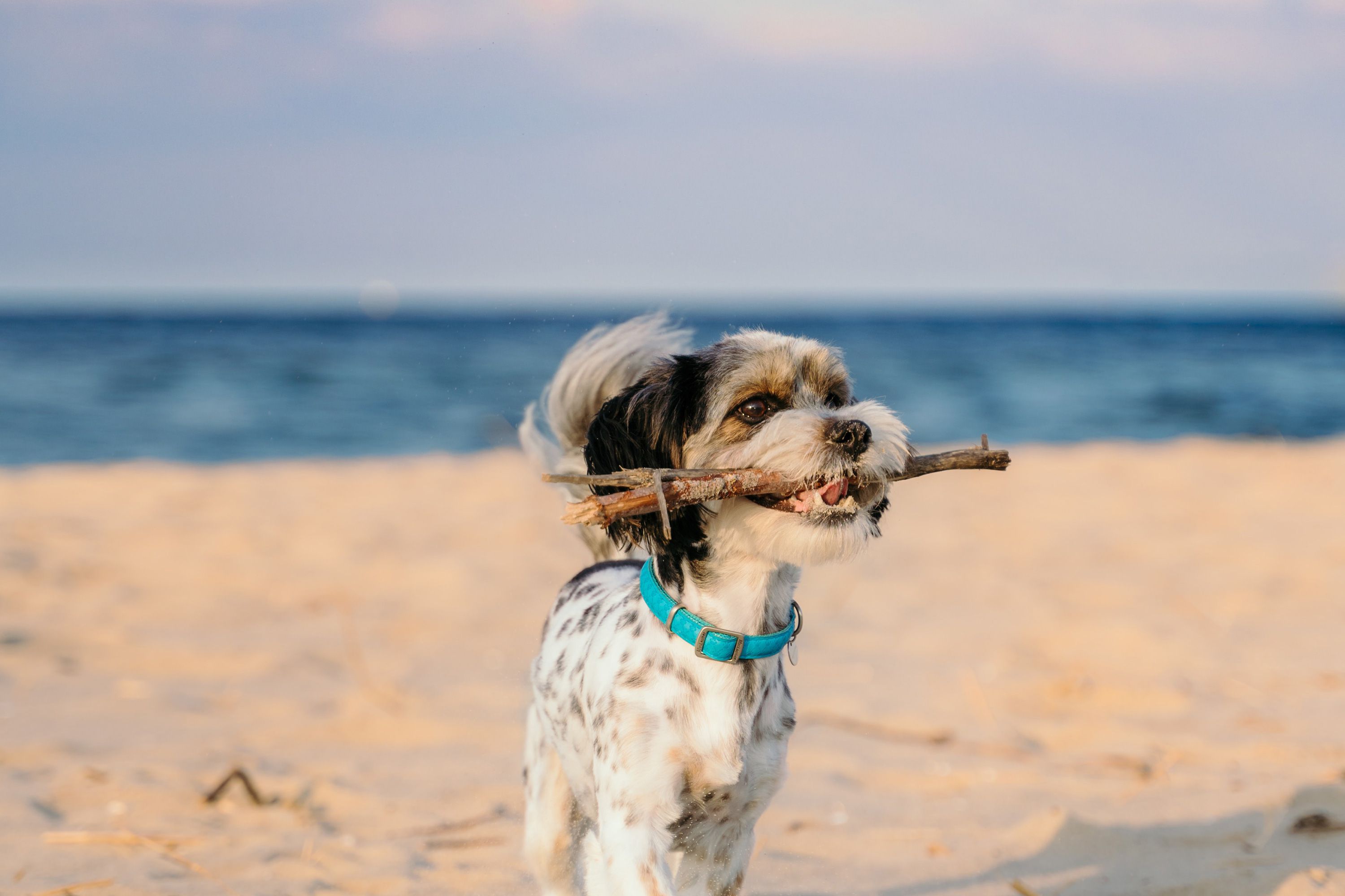 ペット(愛犬)イメージ