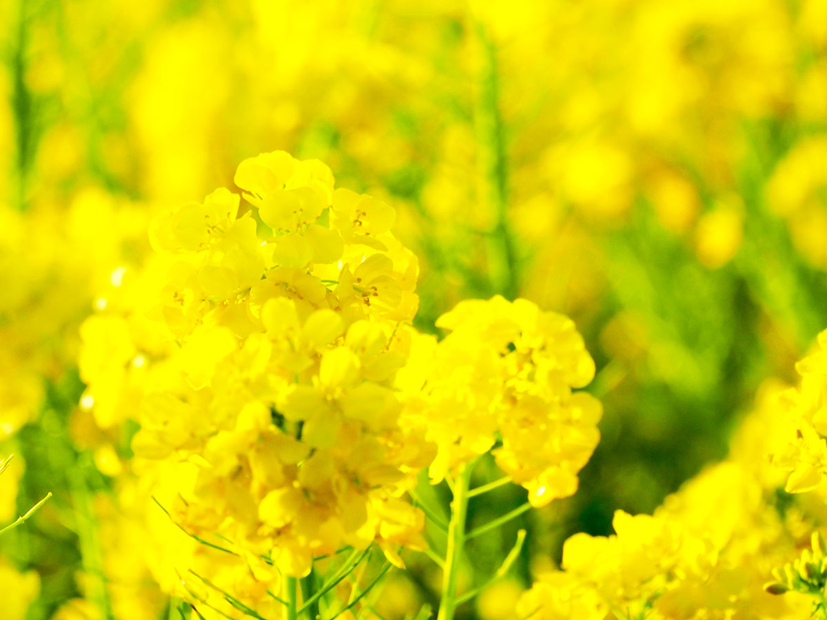 菜の花イメージ