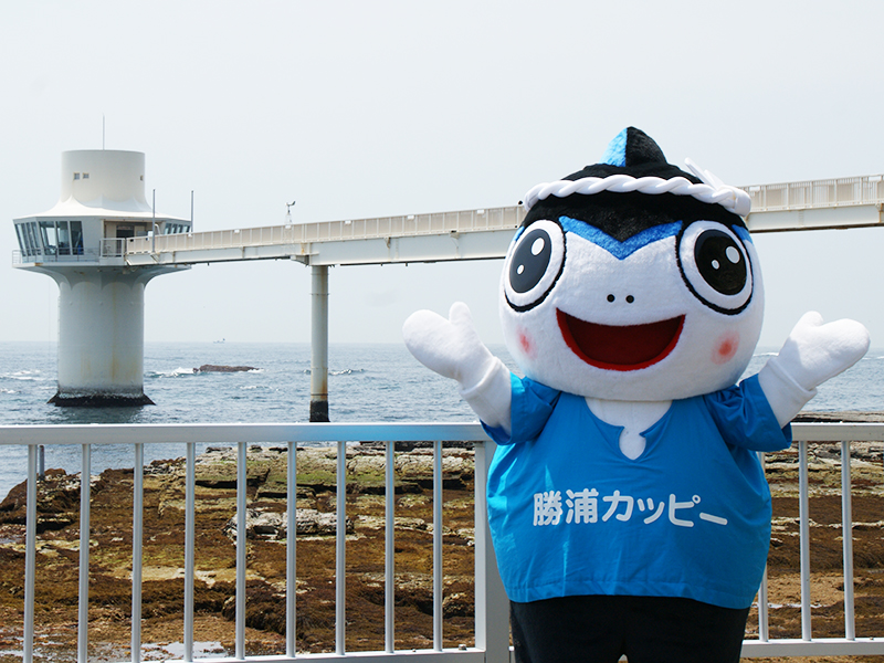 カッピーがやってくる