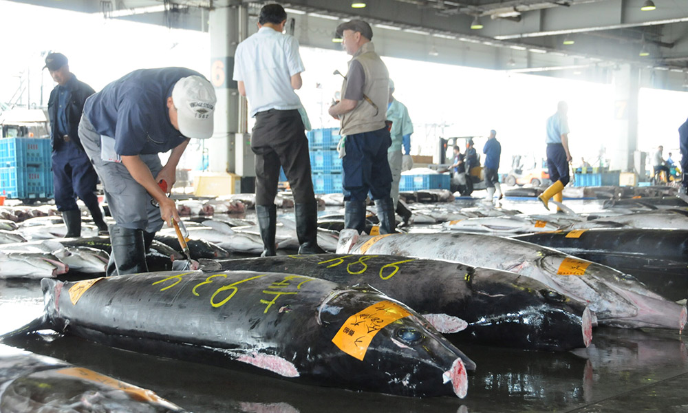 気仙沼市魚市場イメージ