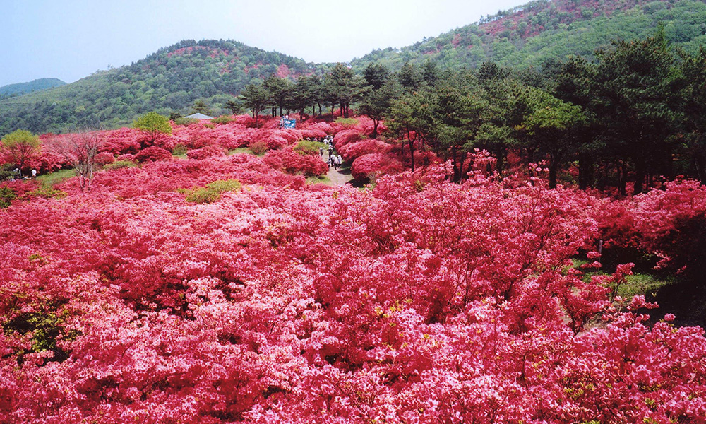 徳仙丈山イメージ