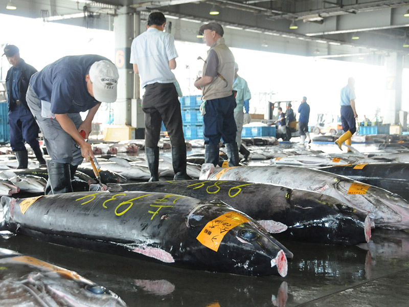 魚市場イメージ