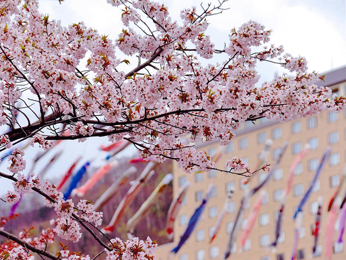 定山渓温泉渓流の鯉のぼりと桜