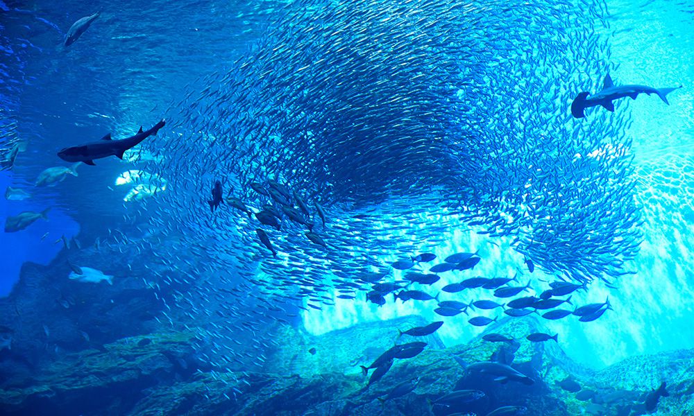 仙台うみの杜水族館イメージ