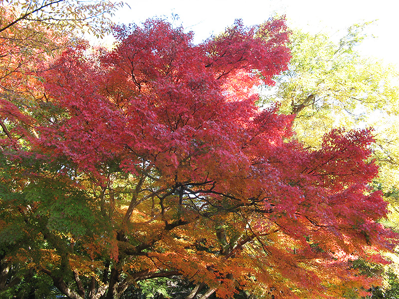 秋　紅葉イメージ