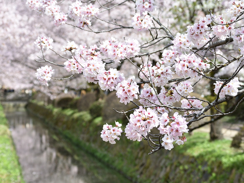春　哲学の道の桜イメージ