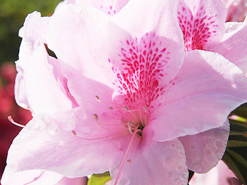 春　つつじイメージ