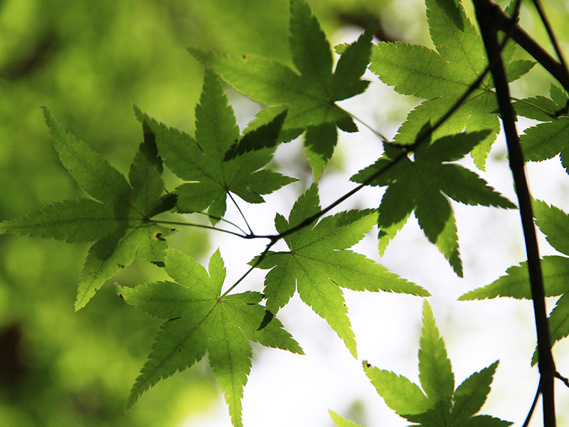 夏　青もみじイメージ