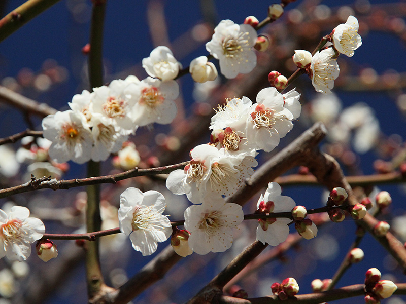 冬　梅イメージ