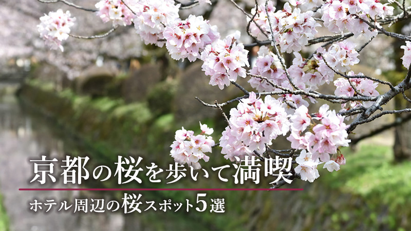 京都の桜を歩いて満喫　ホテル周辺の桜スポット5選