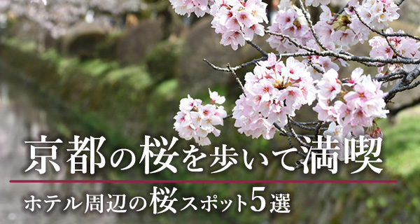 ホテル周辺の桜スポット