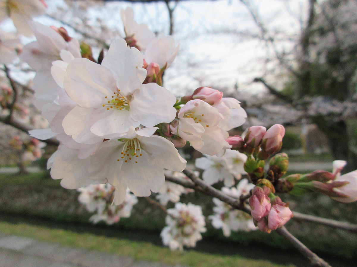 哲学の道の桜も開花