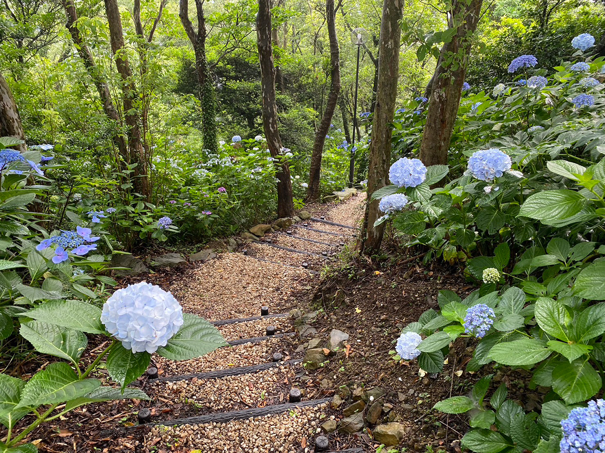 山の中の小道とあじさい
