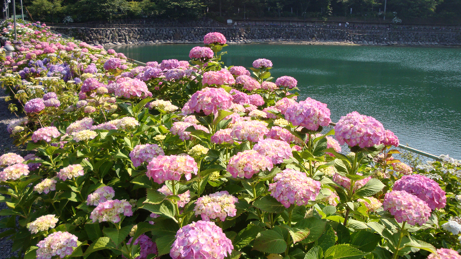 形原あじさいの里のあじさい絶景