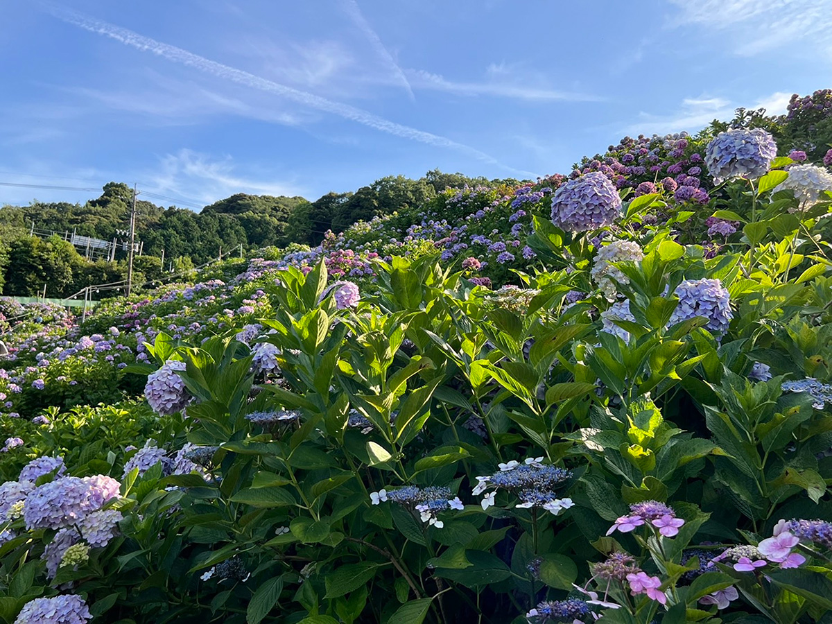 斜面を覆うあじさいの絶景
