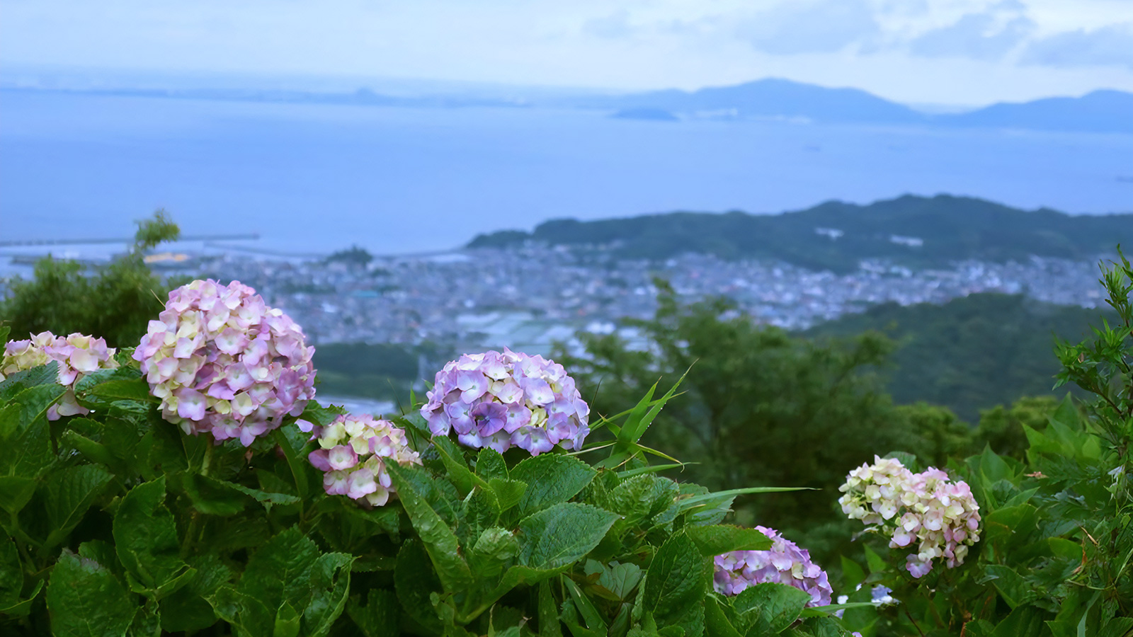 三ヶ根スカイラインのあじさい絶景